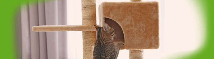 katzenzubehoer kategorieeinstiegsbanner katzenzubehoer kategorieeinstiegsbanner